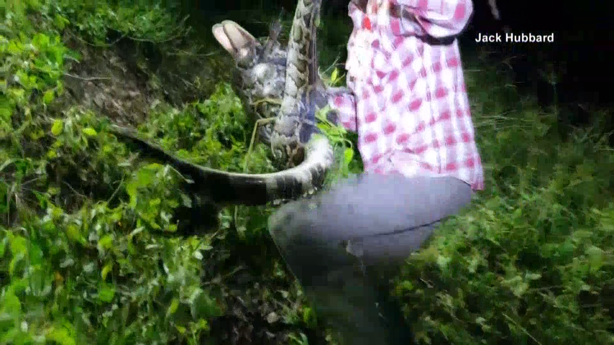 Python Atacking A Gator Florida man saves alligator from python attack