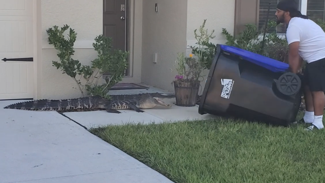 GATOR TRAPPED IN TRASH BIN: Florida man traps alligator, releases it near lake - Vimarsana News