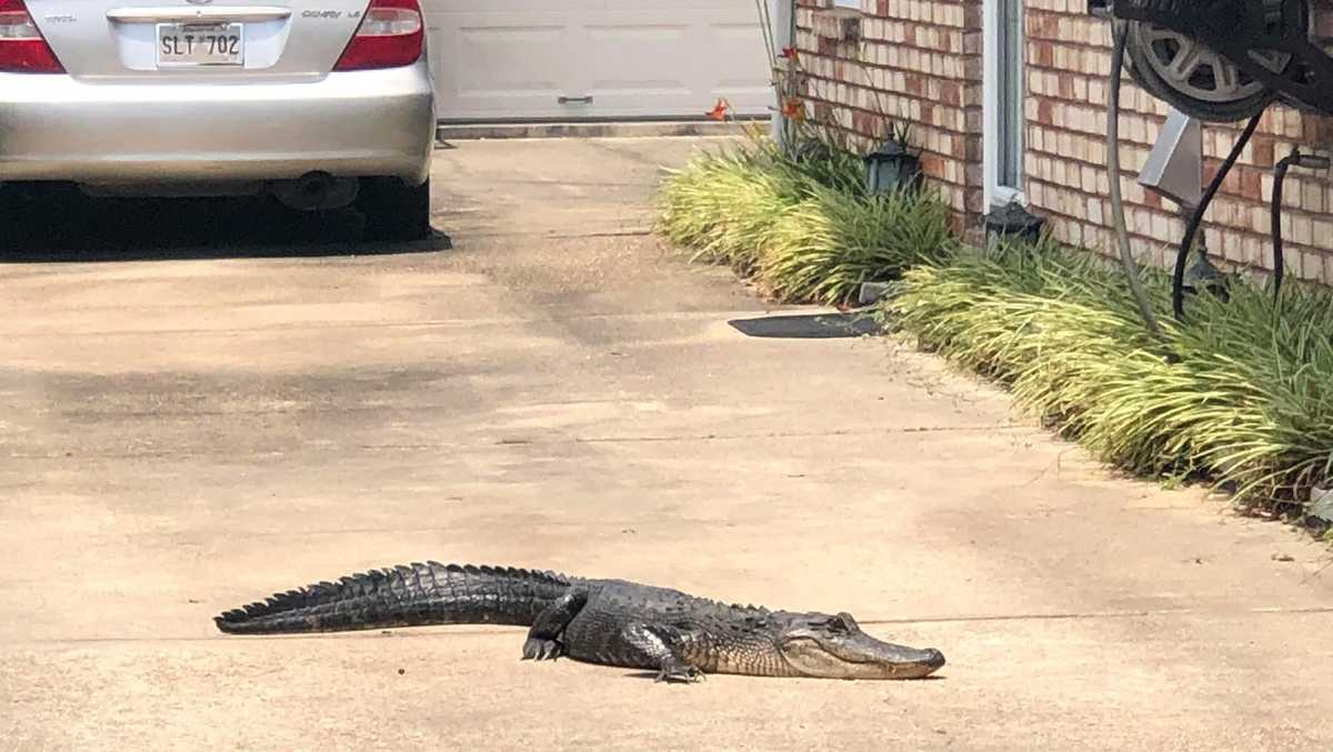 Kenner woman finds 6-foot alligator under her car in driveway