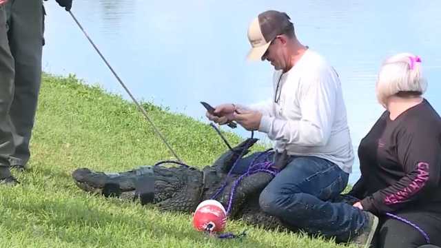 Florida gator attack: 85-year-old woman killed while walking dog - Vimarsana News