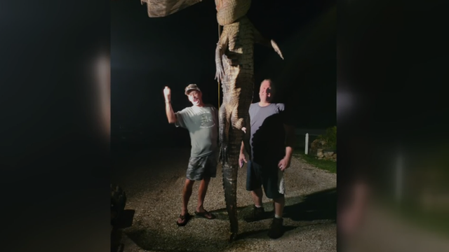 Florida couple hires hunter to kill 10-foot 'aggressive' gator - Vimarsana News