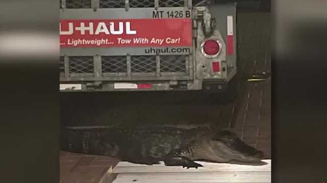 Florida gator attack: Man bitten by gator at front door - Vimarsana News