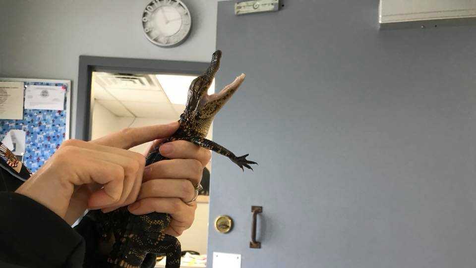 Alligator found under car this week in Olathe, police say