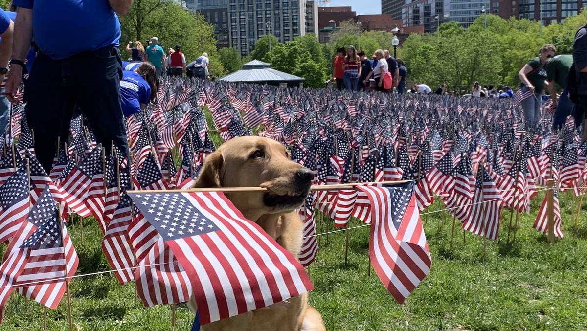 Volunteers plant 37,000 flags on Boston Common ahead of Memorial Day - The  Boston Globe