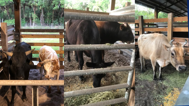 Impounded cows in Hendry County.