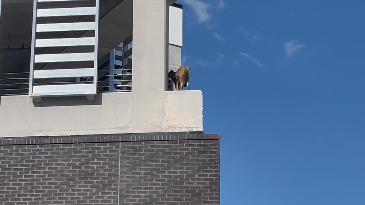 Photo: Coyote stuck on ledge of Florida hotel, multiple agencies responding