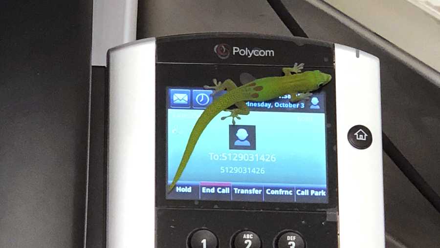 This Oct. 3, 2018, photo provided by The Marine Mammal Center hospital director Claire Simeone shows a gecko on a phone at the center in Kailua Kona, Hawaii. The gecko is the culprit in making numerous calls in the phones' recent call history with his tiny feet.