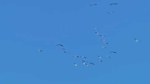 Why are we seeing more geese in Omaha neighborhoods than ever before?