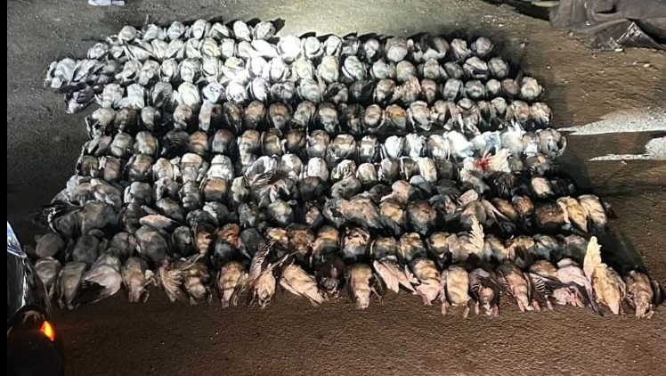 Investigation underway after 207 geese were found slaughtered, dumped