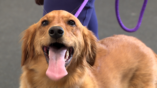 Mississippians celebrate National Dog Day with training and love