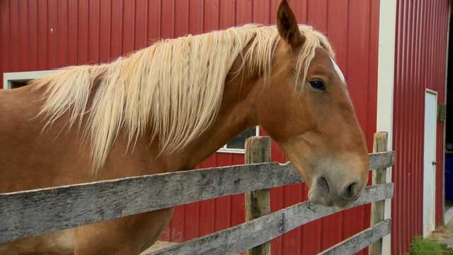 Bluegrass concert celebrates horse rescue's new healing barn - Vimarsana News