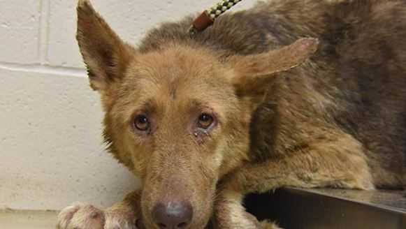 165 German Shepherds Rescued From Deplorable Conditions Deputies Say