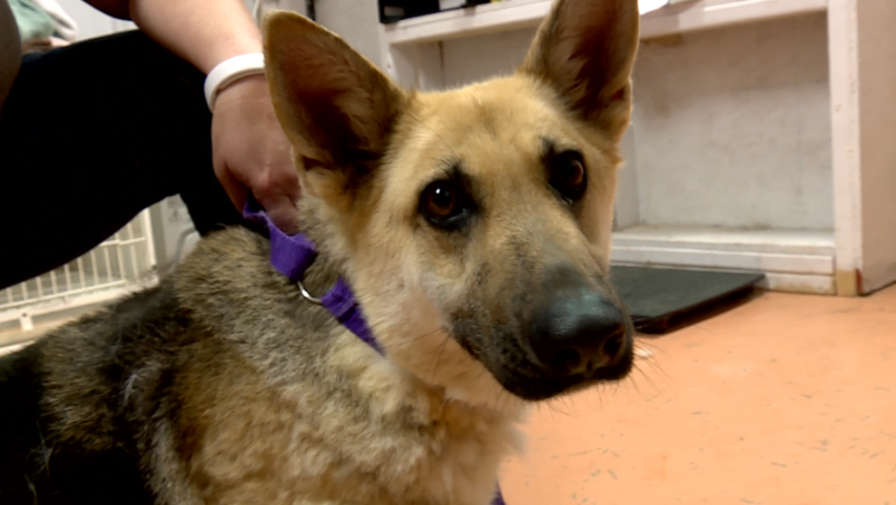 German shepherds rescued from Anderson County residence need forever homes