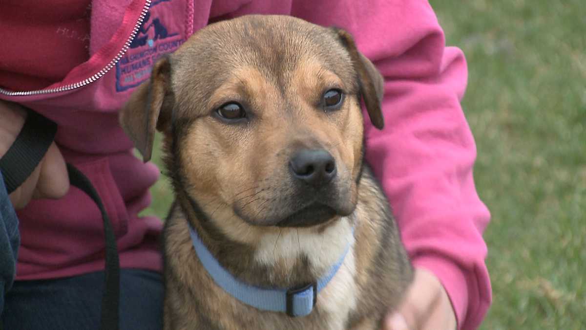 Dog found tied to tree in wooded area