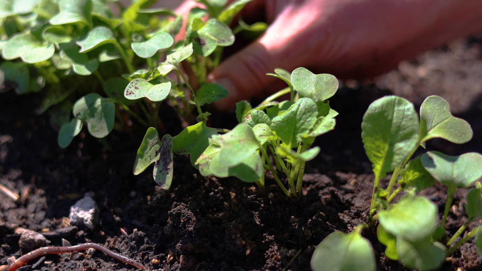 Get Growing with Brya: Step 4 Thinning the Radishes - Vimarsana News