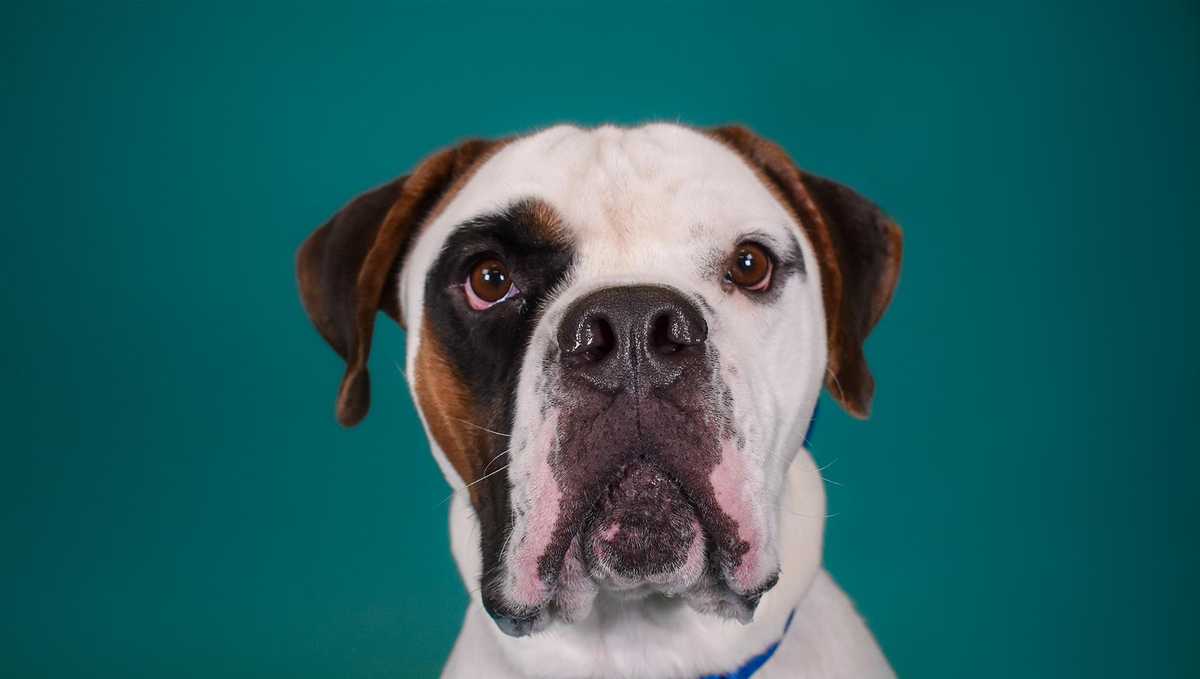 Countdown 2 Zero' adoption event kicks off this weekend