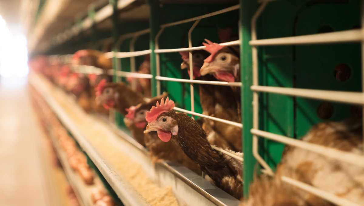 Tracking avian flu in Pennsylvania