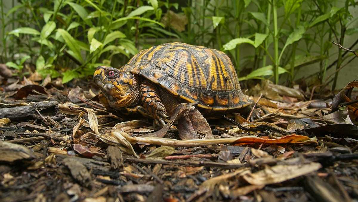 State Turtle Lawmaker proposes eastern box turtle as Pennsylvania state reptile - WGAL