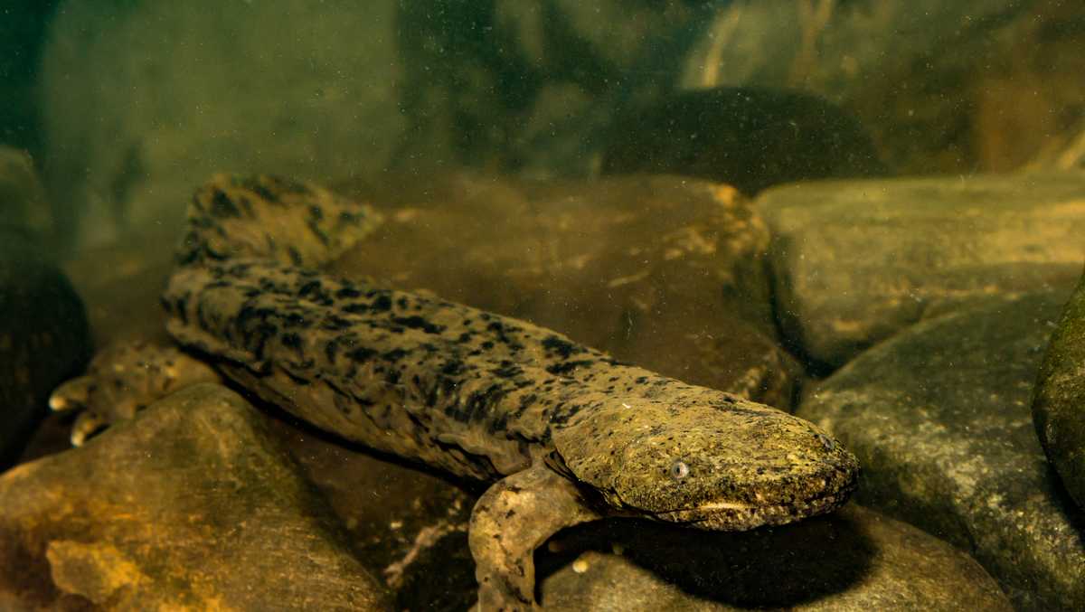 Pa. State Amphibian: Eastern Hellbender