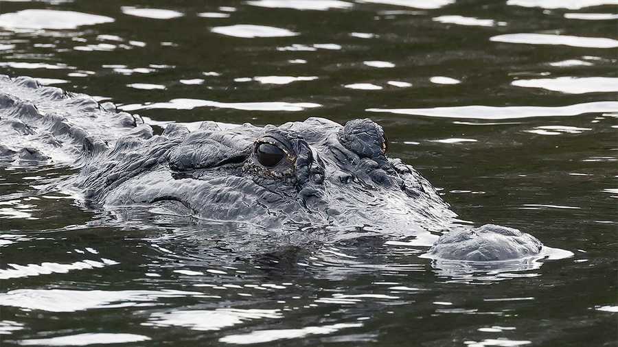 Florida will expand alligator hunting hours to 24/7 when the