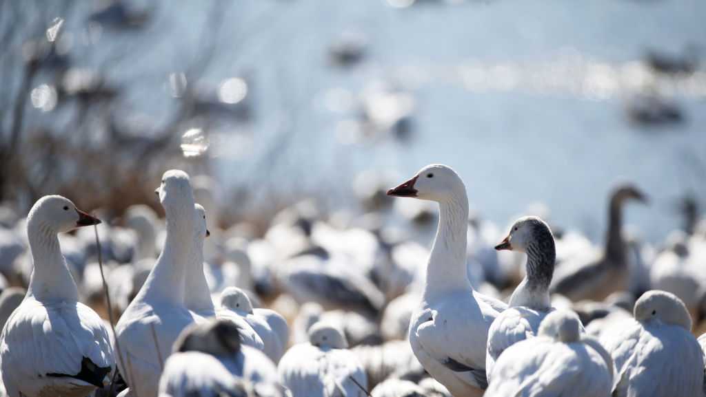 Avian influenza suspected in deaths of hundreds of snow geese at PA quarry