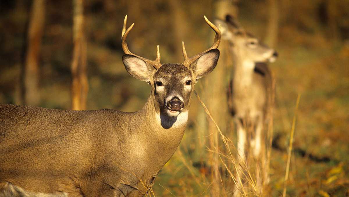 Pennsylvania deer harvest rose 6% in 2025-26 hunting seasons, Game commission says