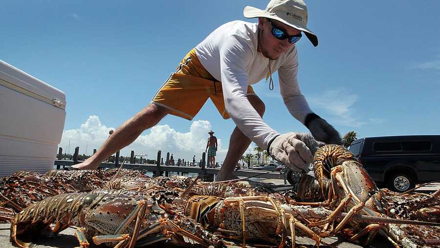 MIAMI - JULY 28:  Jason Chockley prepares to dehead the 31 lobsters he caught on the first day of the two-day miniseason on July 28, 2010 in Miami, Florida. The mini lobster hunting season runs from 12:01 a.m. Wednesday to 11:59 p.m. Thursday and is followed by the regular commercial hunting season which runs from August 6 to March 31.  (Photo by Joe Raedle/Getty Images)