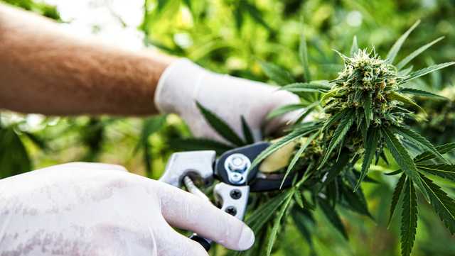California's pot industry has another big problem on its hands - Vimarsana News