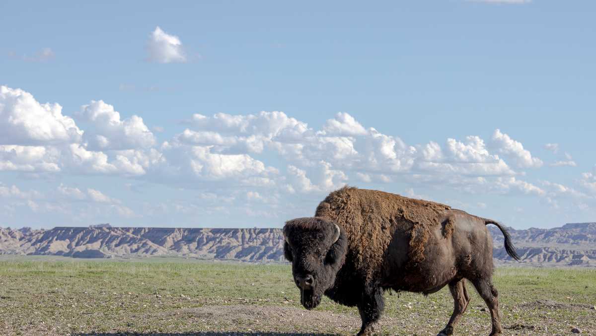 Bison return to an area of Badlands National Park for the first time in