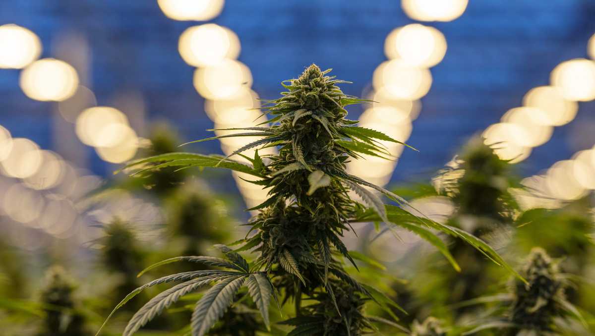 Recreational marijuana and 21 other citizen initiatives fail to qualify ...