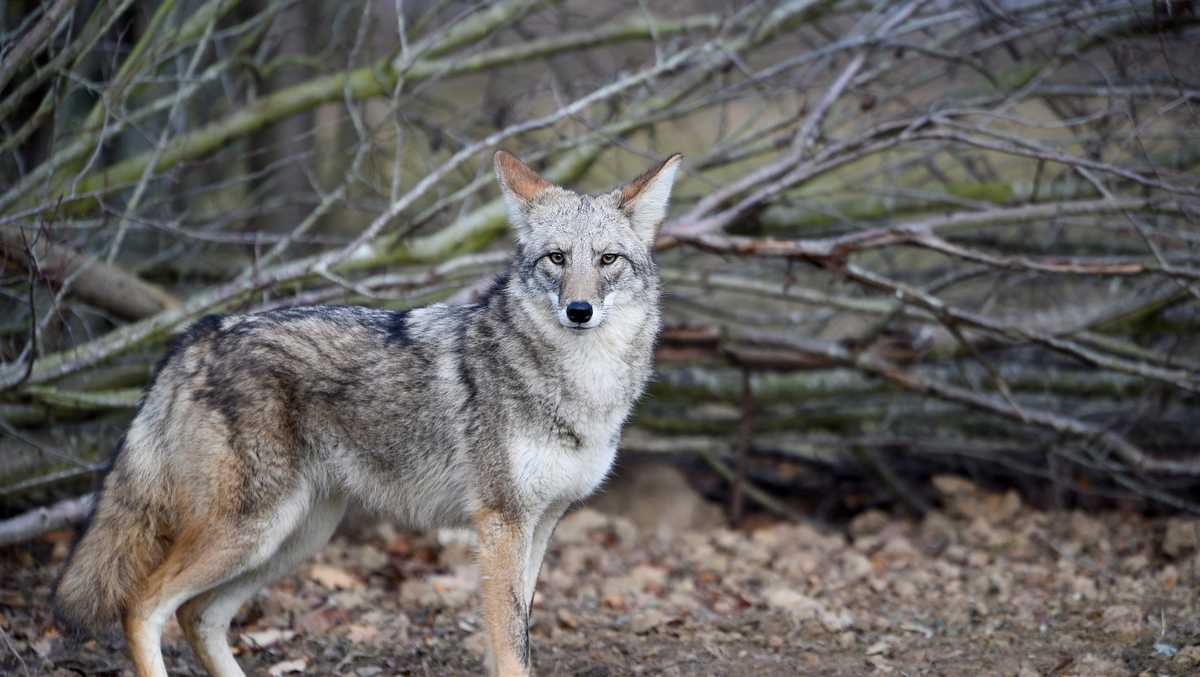 Iowa man fighting to get back his 'emotional support' coyote