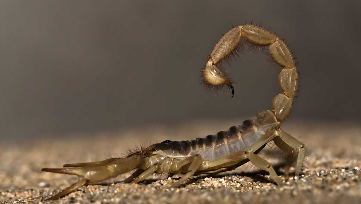 Woman hospitalized after scorpion sting at Logan Airport