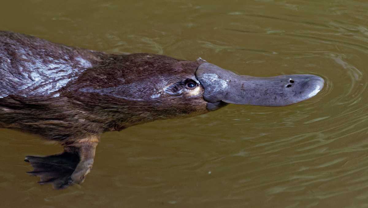 'Urgent need': Australia's drought further hurting declining population of platypuses, researchers say - KCRA Sacramento