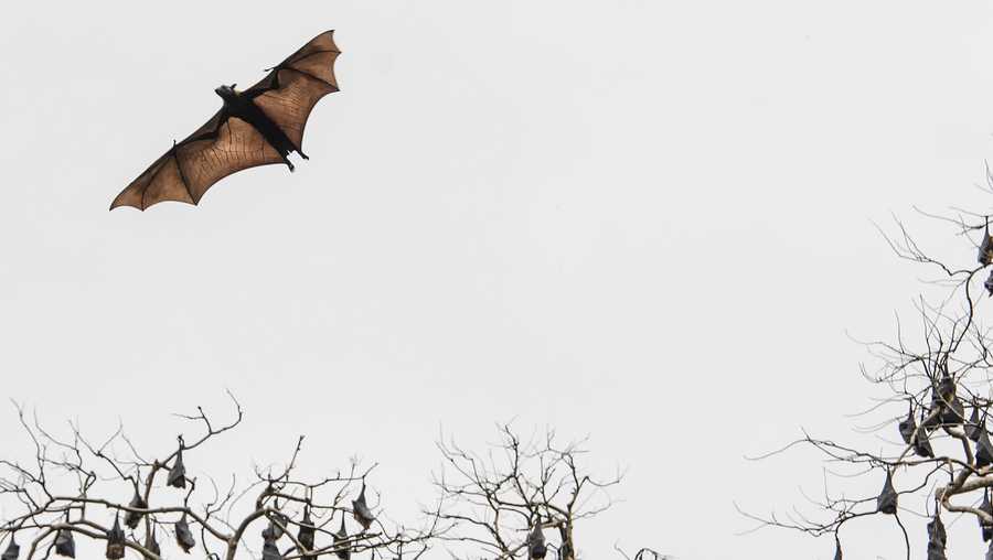 The Indian flying fox, also known as the greater Indian fruit bat, is a species of flying fox found in South Asia.