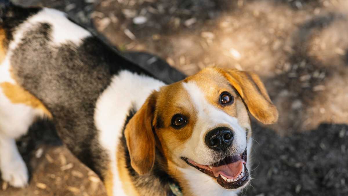 Study: Highly-trained beagles can detect lung cancer with 97% accuracy