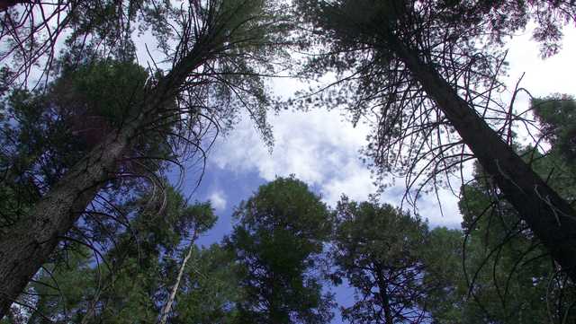 Firefighter killed by falling tree at California's Calaveras Big Trees State Park - Vimarsana News