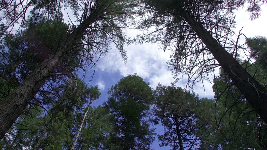 Giant sequoias at Calaveras Big Trees State Park