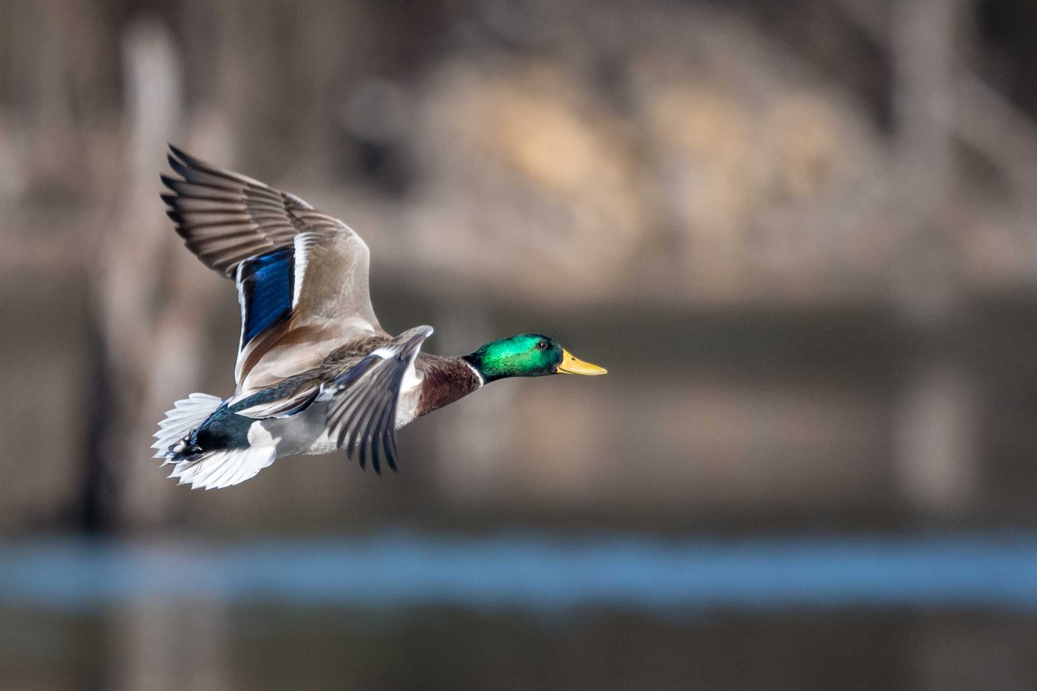 Download Ready, Aim, Fire! A hunter readies to take aim at a wild duck  Wallpaper | Wallpapers.com