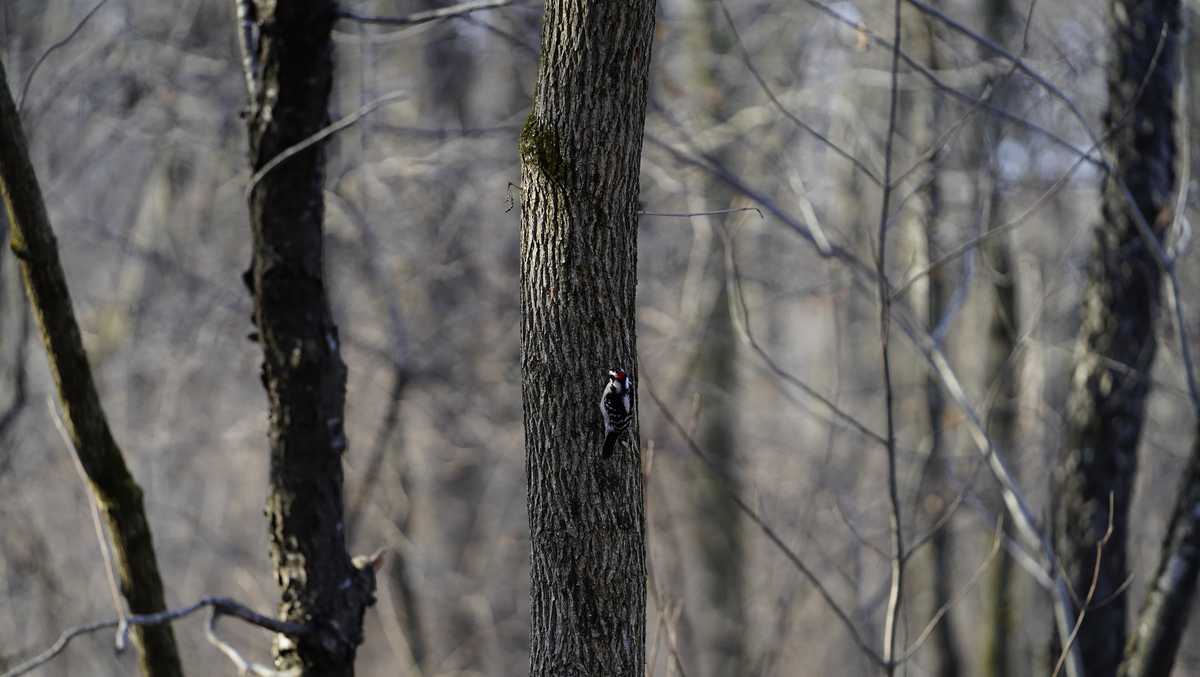 Iowa weather: No, your trees aren't going to 'explode' during extreme cold