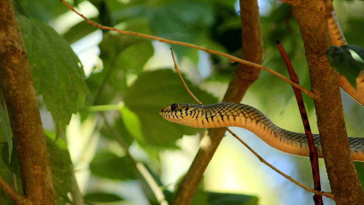 Wild encounter: Nearly 6-foot snake spotted slithering at Ohio state park