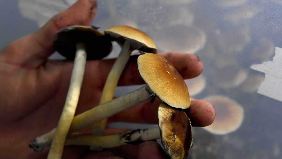 massachusetts question 4 psychedelics