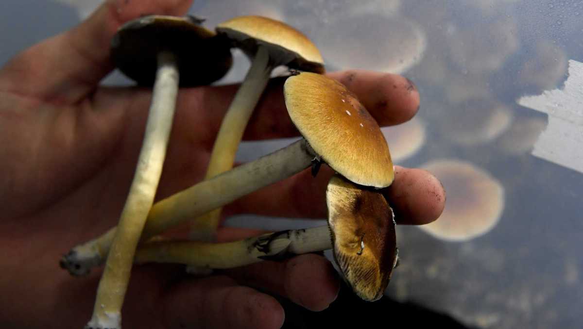 6th Mass. community to effectively decriminalizes 'shrooms