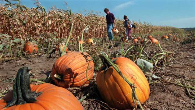 LIST: Where to pick pumpkins, find apple cider and go trick-or-treating this fall - Vimarsana News