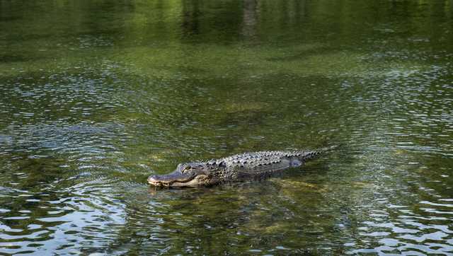 Man bitten by nearly 11-foot alligator in Collier County - Vimarsana News