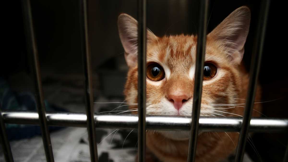 29 cats mauled to death when dogs break out of cage at animal shelter