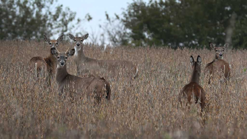 Iowa launches new strategy on chronic wasting disease ahead of gun season for deer hunting
