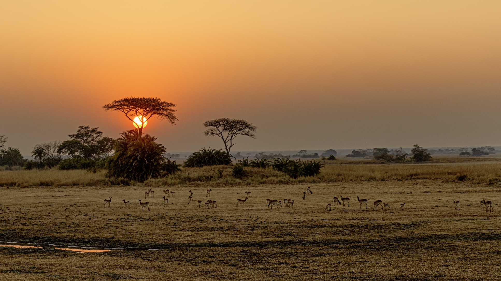 US tourist on safari in Zambia killed by charging elephant - Vimarsana News