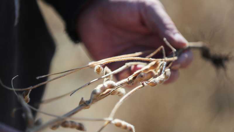 Iowa soybean harvest slightly behind average, corn ahead of schedule