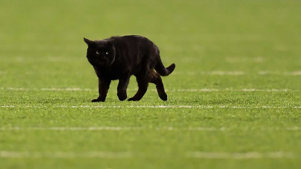 Black Cat Announced as Starter For Dallas Cowboys