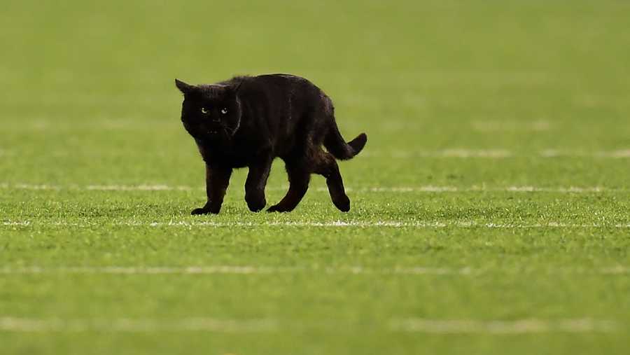 Bad luck Black  cat  steals the show during Monday Night 